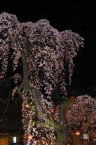 Sakura in Kyoto, May 2012